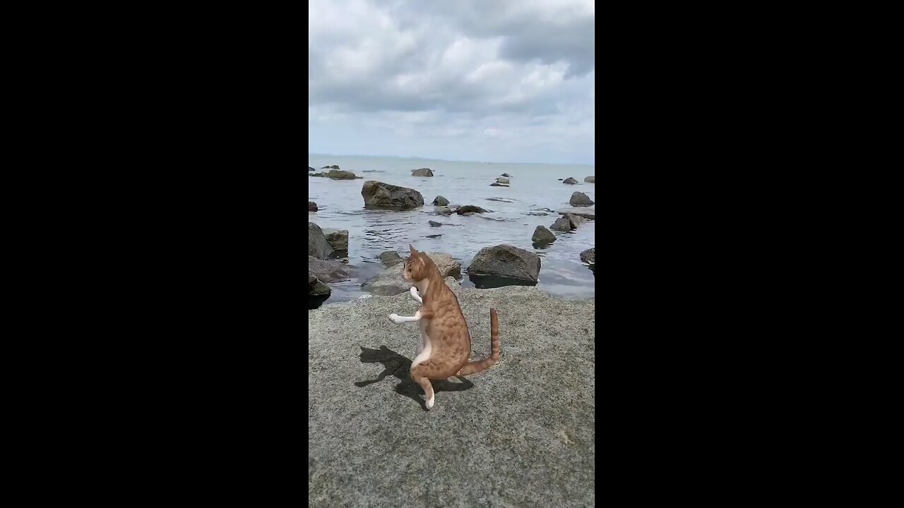 cat animation dance 🤣🤣🤣 #animals