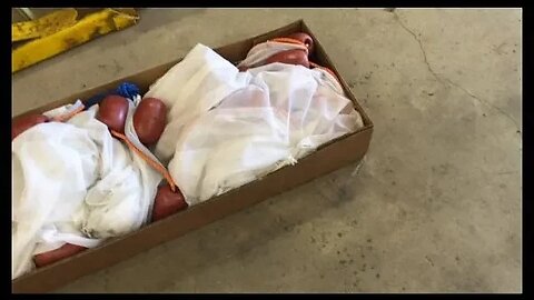 Crazy Year for Elver Nets