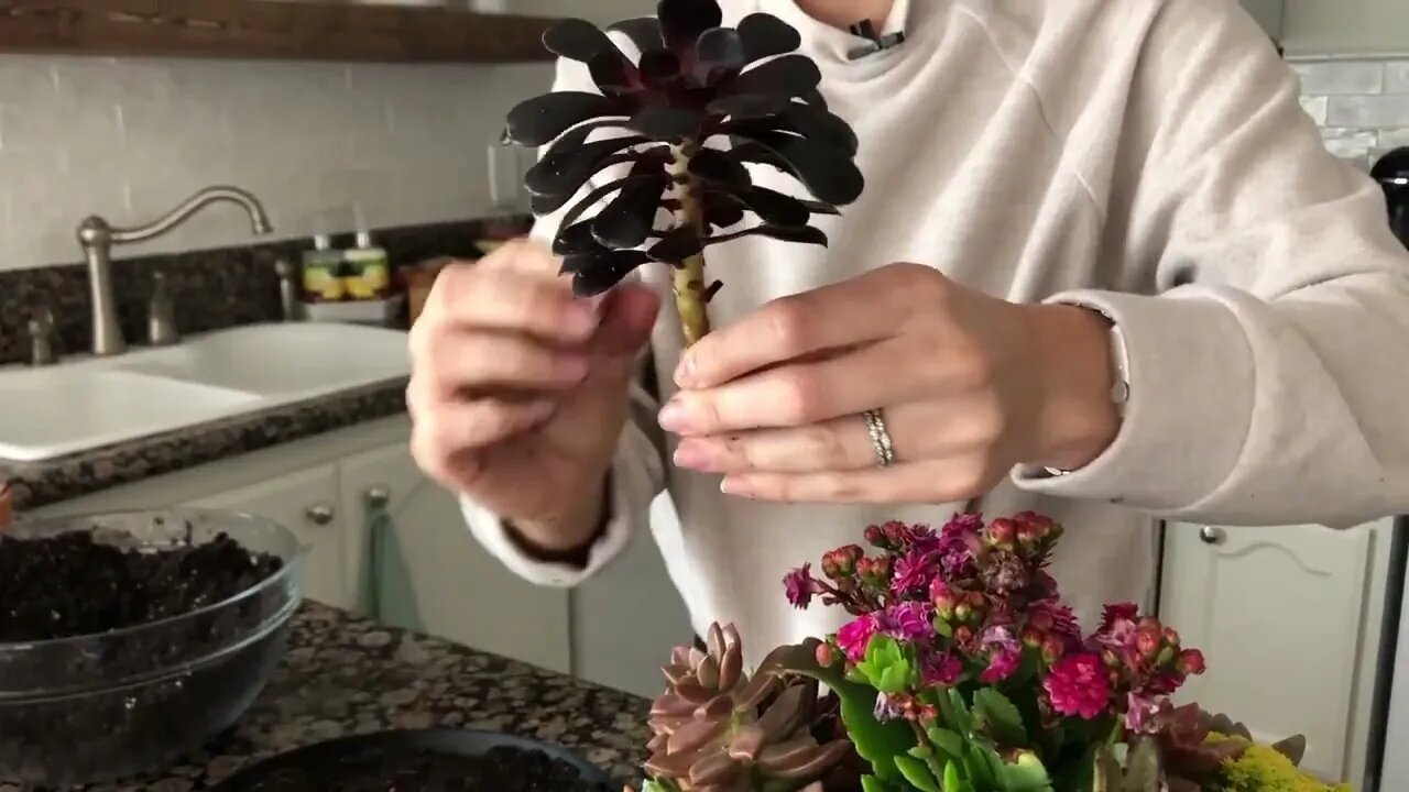 How to Propagate Succulents from Leaves