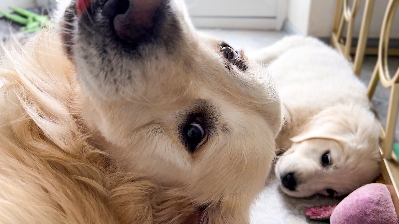 The Golden Retriever considers himself a Puppy