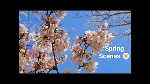 Spring Scenes 🌼