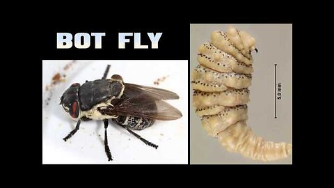 Bot Flies - Human Body Invaders - Will They Spread to the USA?