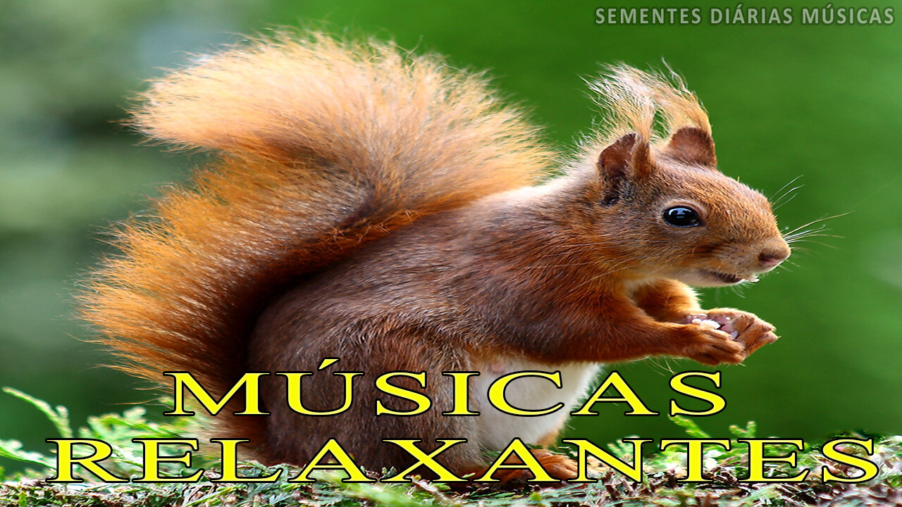 Sementes Diárias Músicas Relaxantes