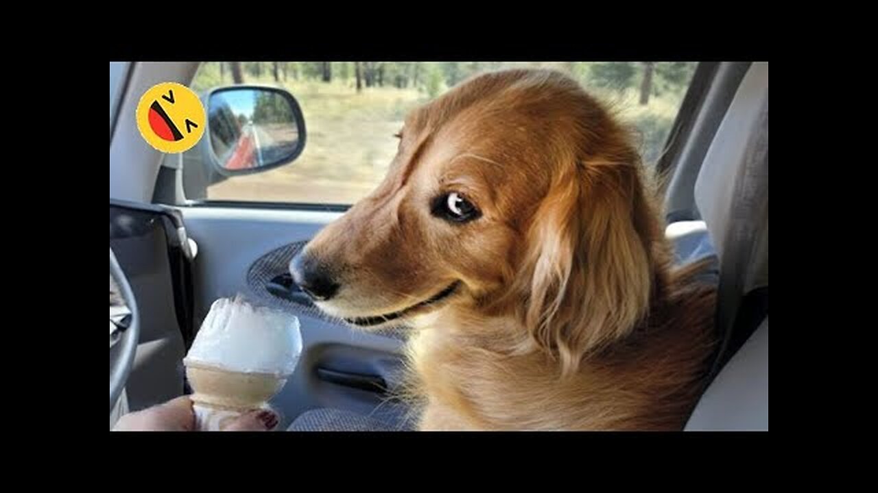 New Funny Animals 😂 Funniest Cats and Dogs Videos 😺🐶