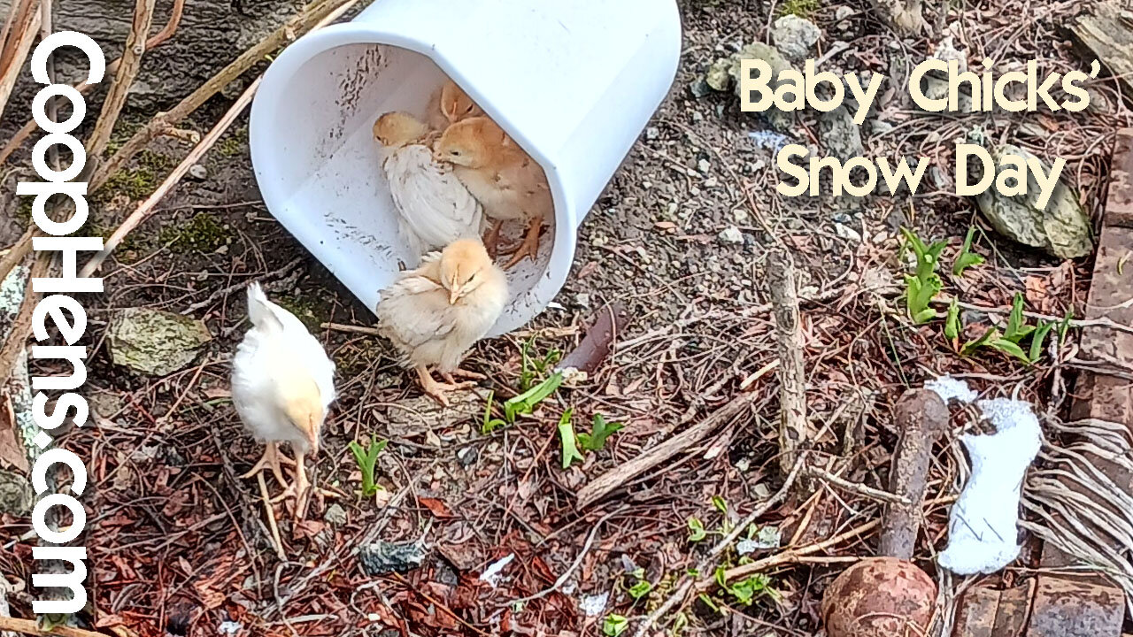 Baby Chicks Late Spring Snow & Outside