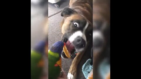 Cute and Funny Dog fed by Parrot