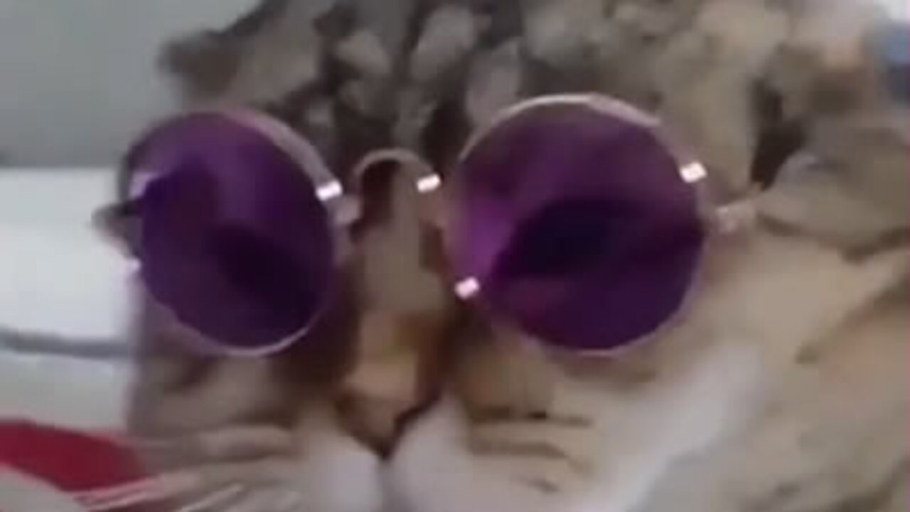 Fluffy cat in sunglasses