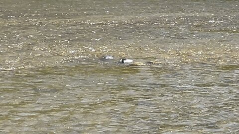 Mergansers enjoying warm sunny Toronto day