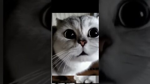 Funny cat pretends to talk. #cute #cats #funny