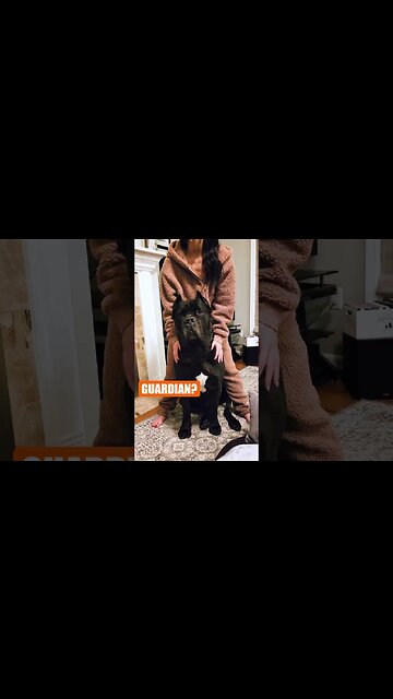 Why Do You Want a Cane Corso? #shorts #dog