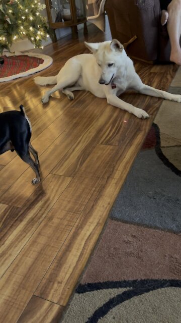 Who said it was a cat toy