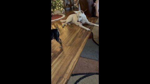 Who said it was a cat toy