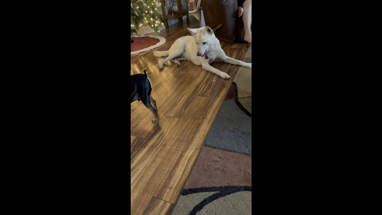 Who said it was a cat toy