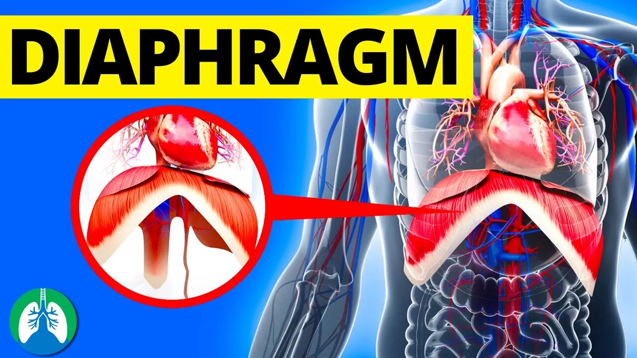 Diaphragm (Medical Definition) | Quick Explainer Video