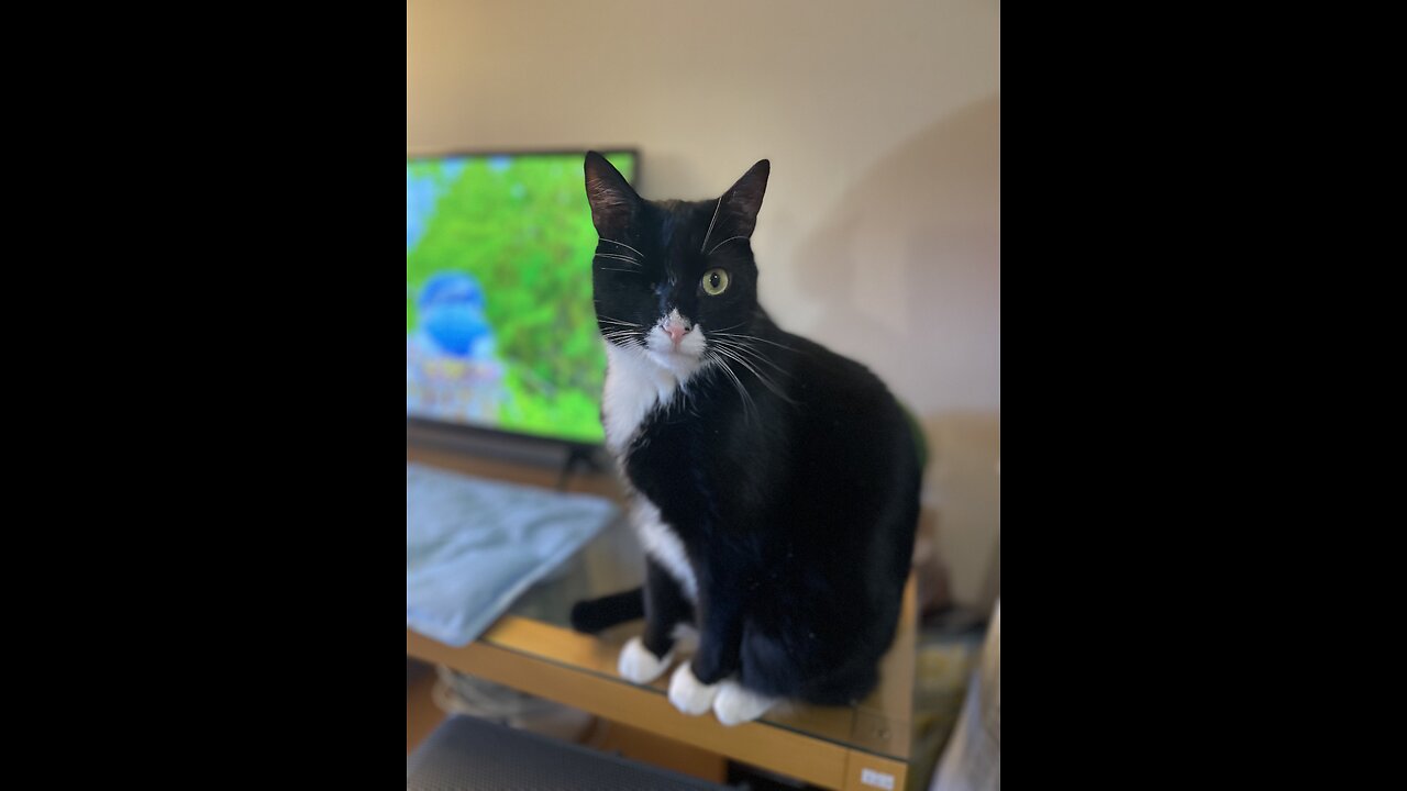 Confused Cat Tries Catching Bird Through TV 📺 😹