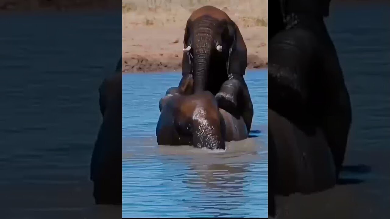 Animals elephant viral funny