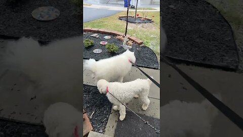 Snow Dogs in the Snow