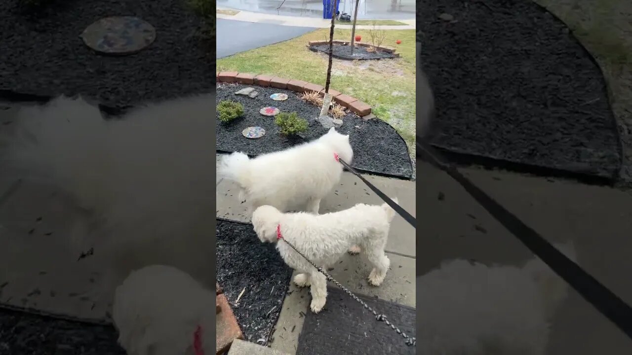 Snow Dogs in the Snow
