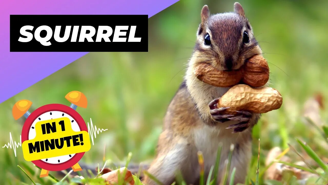 Squirrel - In 1 Minute! 🐿 One Of The Most Intelligent Animals In The World | 1 Minute Animals