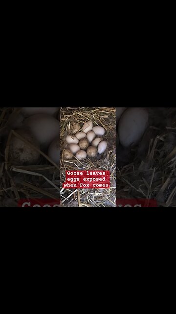 Goose leaves eggs exposed when fox comes. They usually hide eggs when leaving the nest