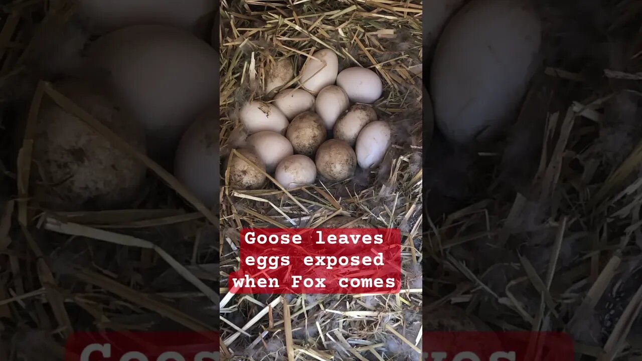 Goose leaves eggs exposed when fox comes. They usually hide eggs when leaving the nest