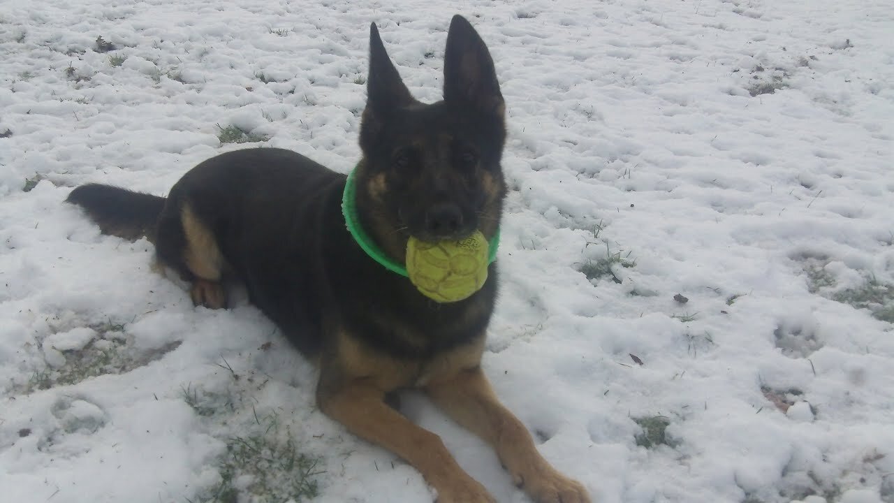 German Shepherd dog playing in the snow