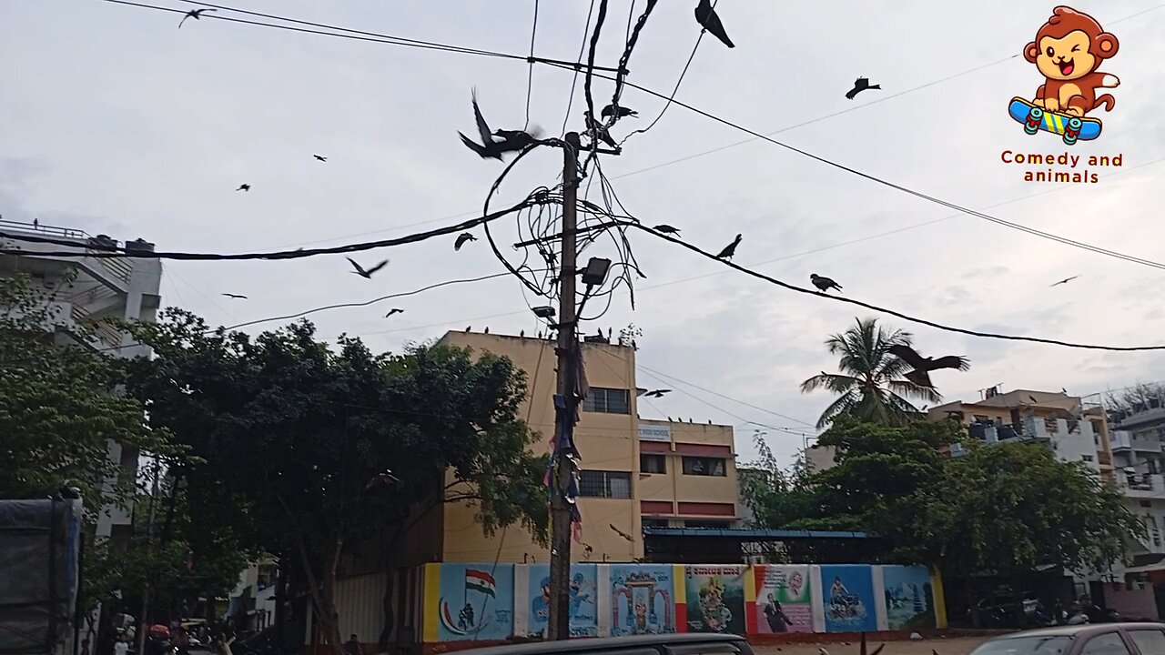 A large number of vultures gathered to take their food.