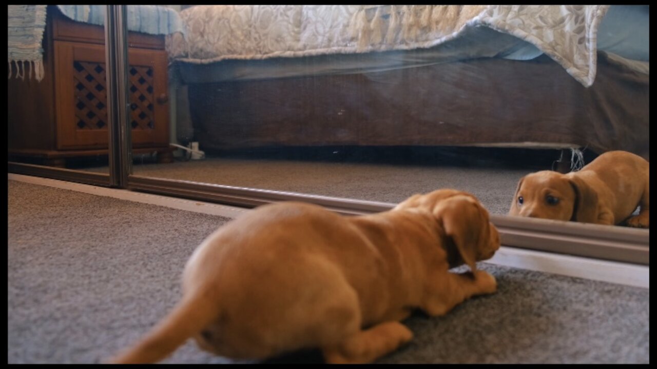 Oh My God cute fight with reflection dog in front of mirror