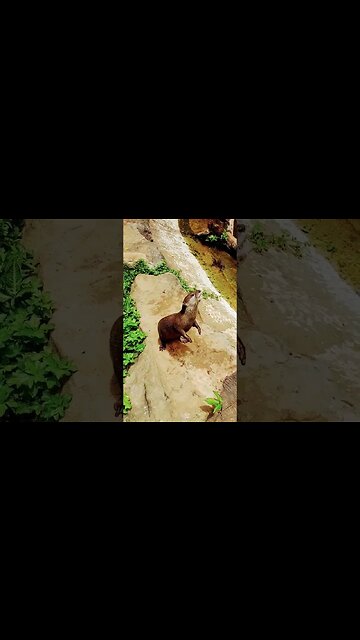 Small Clawed Otter