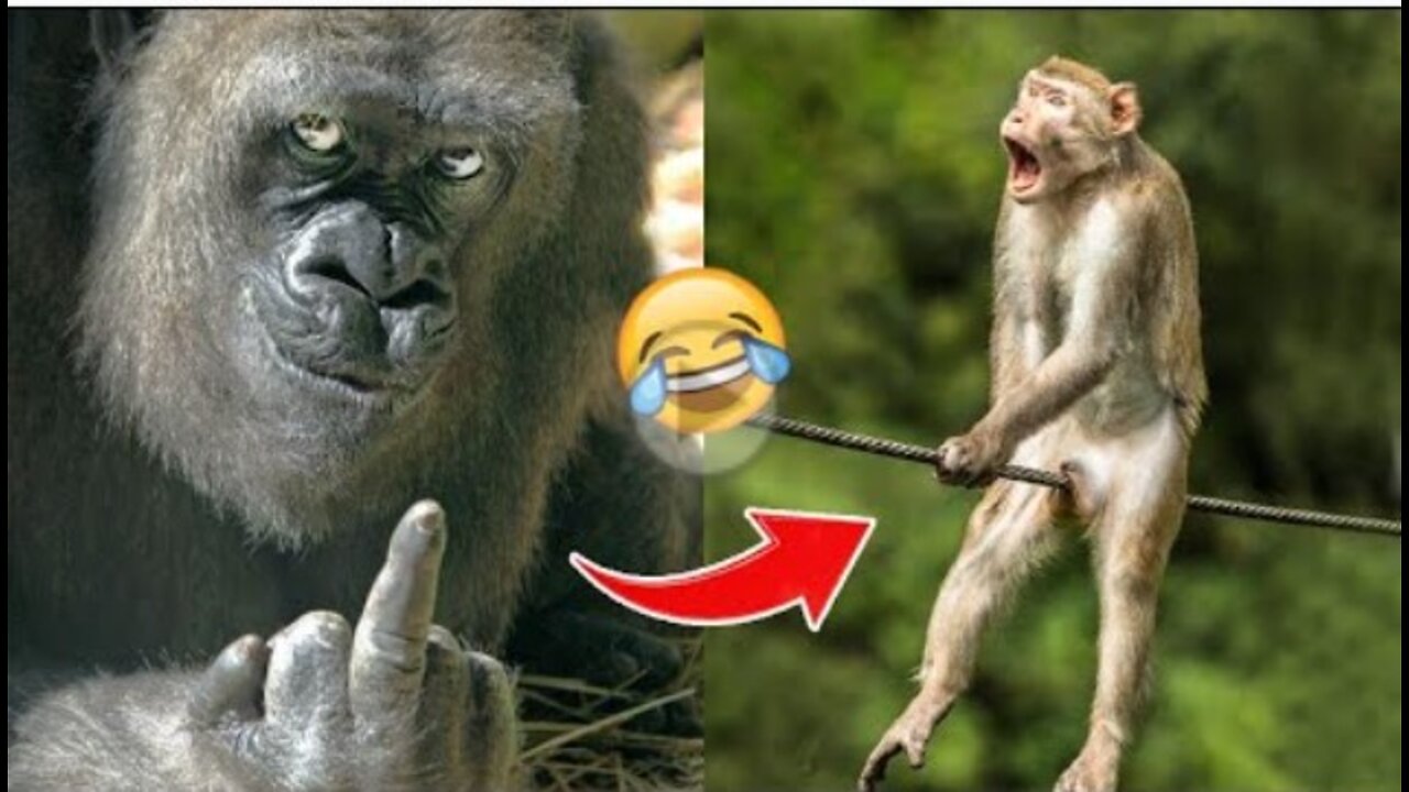 Laugh a Lot With The Funny Moments Of Monkeys 🐵| Pets Island