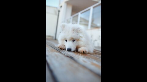 Best Funny Animal Compilation | Funny Dogs, Funny Cats Videos Ever (Funny Animals #158).
