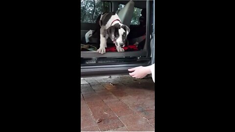 when the dog is afraid of heights