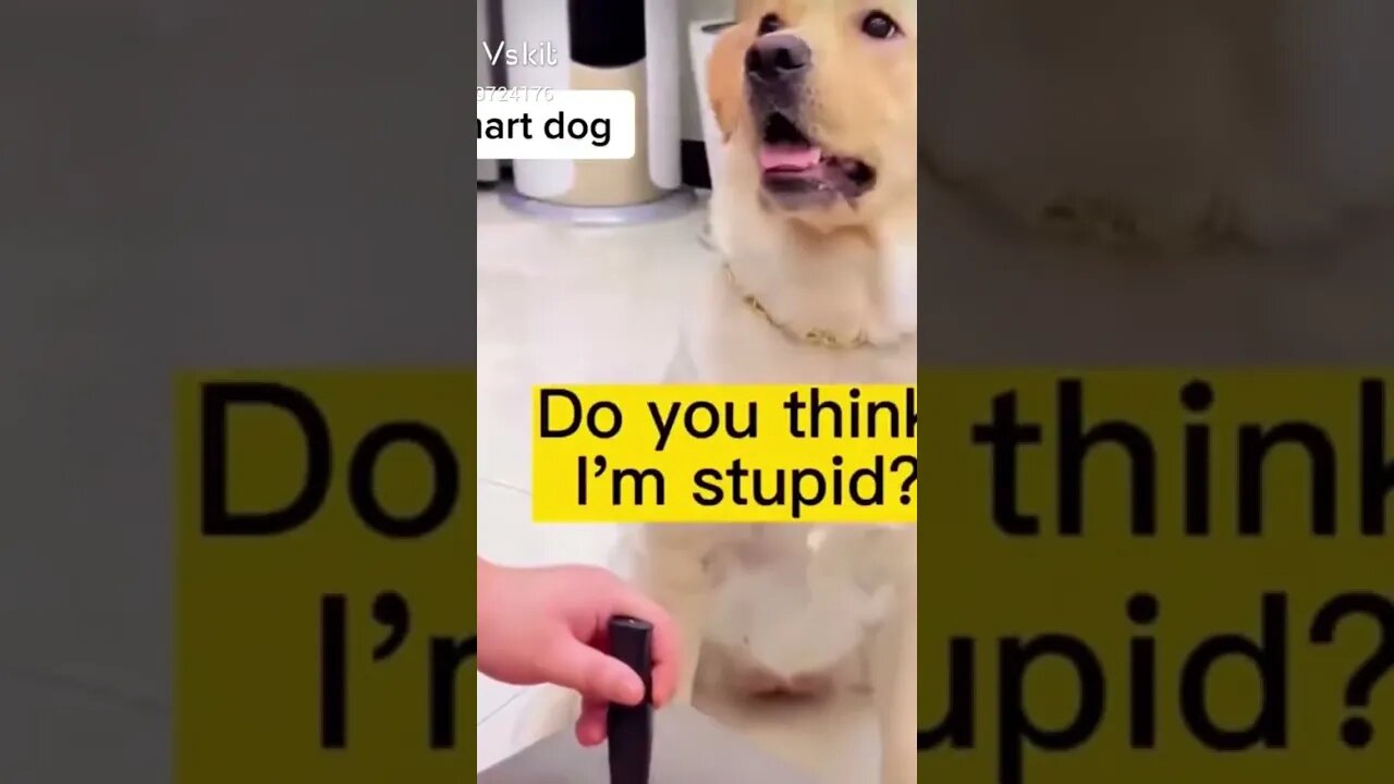 Dog are so smart 😂 #shorts #viral #youtubeshorts #music #saintpee