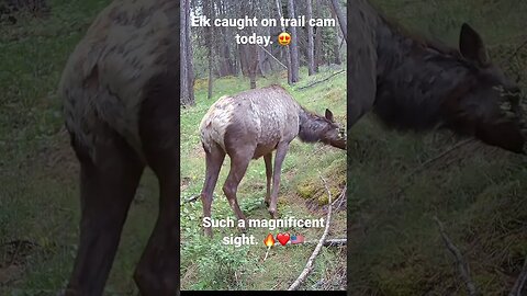 #elk #montana #countryliving #wildernessliving #wilderness #elkherd #nature #montanalife #mybackyard