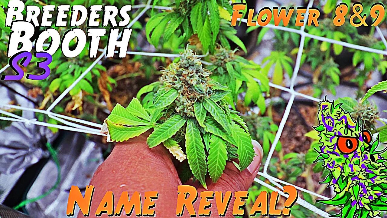 Breeders Booth S3 Ep. 21 | Flower Weeks 8 & 9 | Name Reveal? ( Goodbuds Genetics )