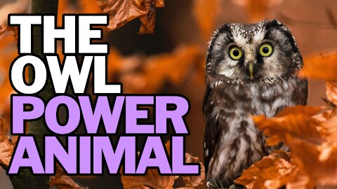 The Owl Power Animal