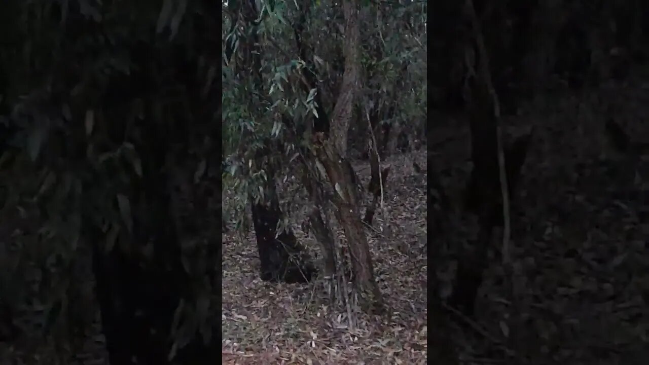 Relaxing bird sounds pt 3 #relaxing#sleep #nature #africa#birdsounds #sounds #viral #chill #travel