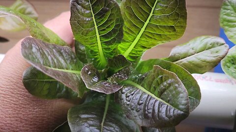 Hydroponic Lettuce & Strawberry Update