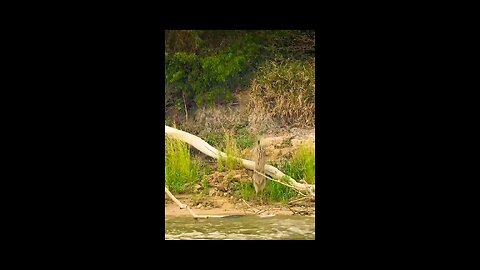 leopard caught a crocodile