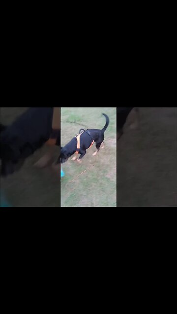 Max's see his girlfriend. #dog