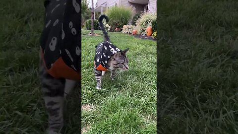 Bisky has a hoodie #cat #funnyanimals #pets