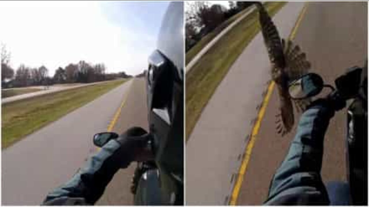 Falcon almost collides with motorcyclist!