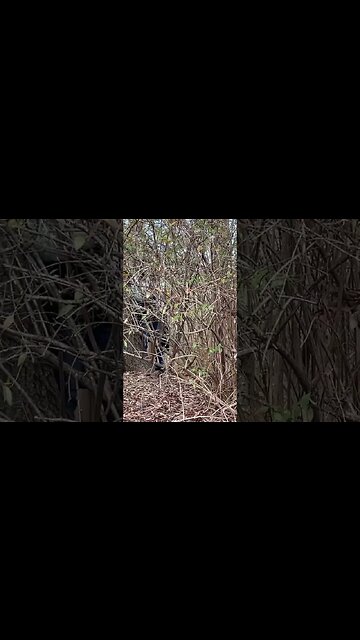 Great Backyard Bird Count: Adorable Cardinal Pair 🥰 #Shorts