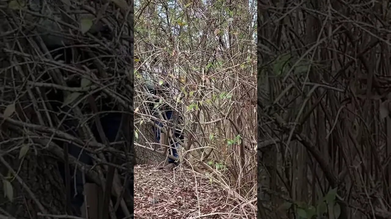 Great Backyard Bird Count: Adorable Cardinal Pair 🥰 #Shorts