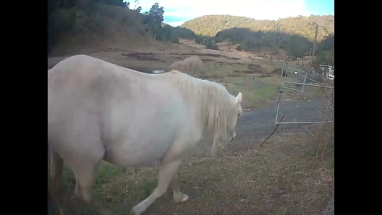 Palomino brumby