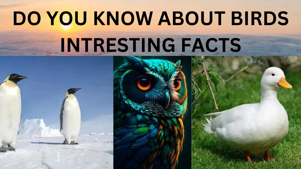 Birds Interesting And Unknown Facts