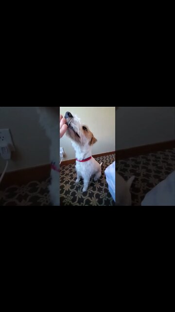 Ares Jack Russell Quick training session helps him relax from hotel noise
