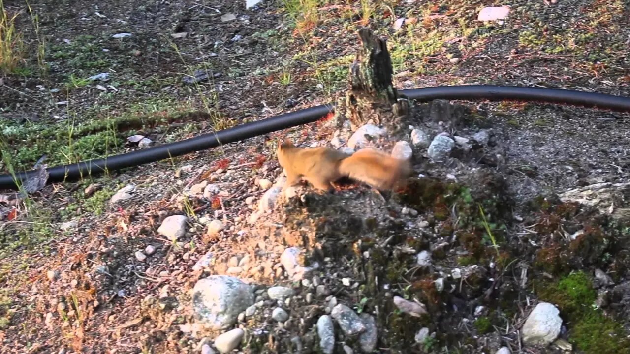 A Curious Squirrel - Ontario, Canada 2015