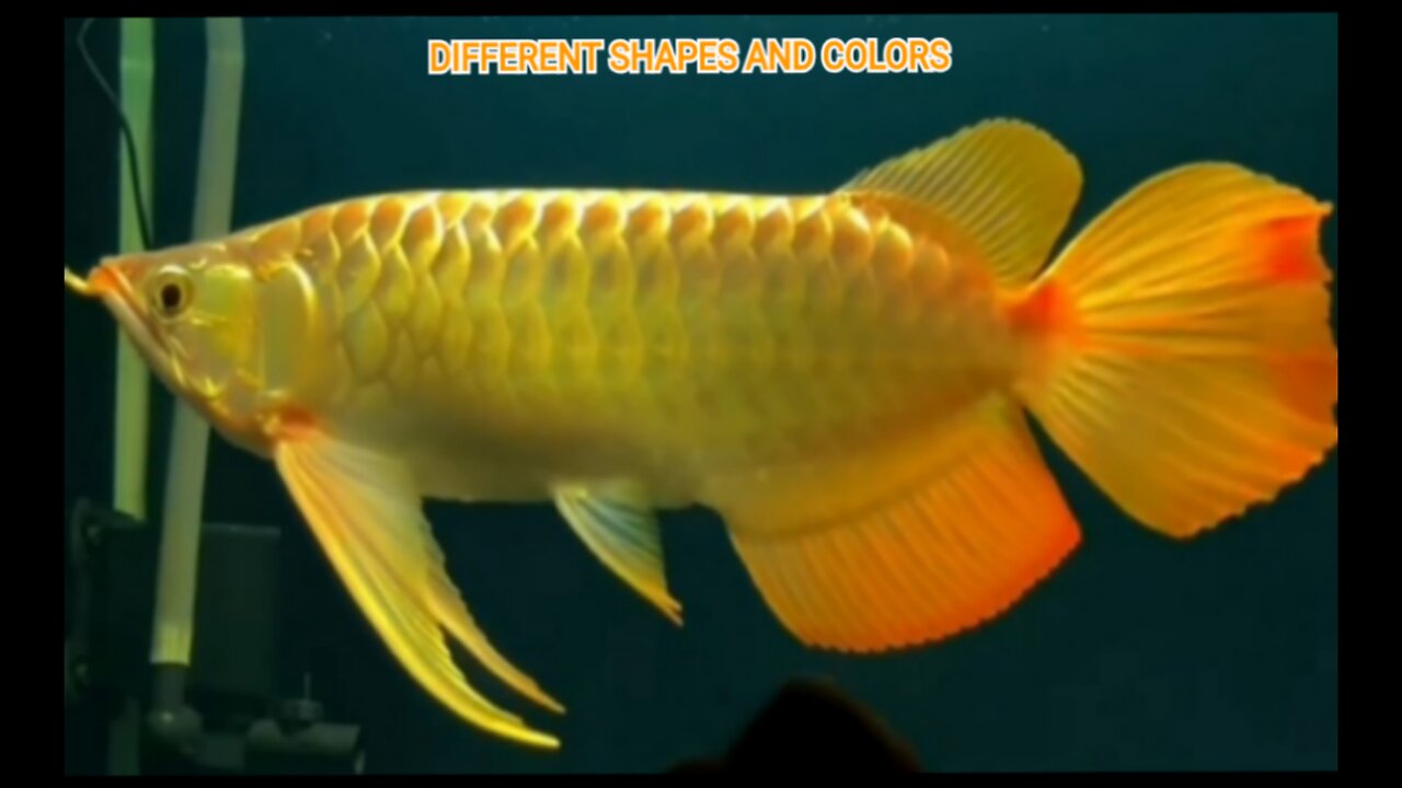 EACH SUPER RED AROWANA FISH HAS A PLACE IN THE HEARTS OF ITS LOVERS