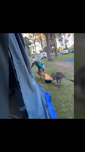 Determined kangaroo hilariously chases woman around campsite in pursuit of her shopping bag